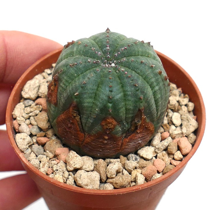 Euphorbia obesa SELECTED