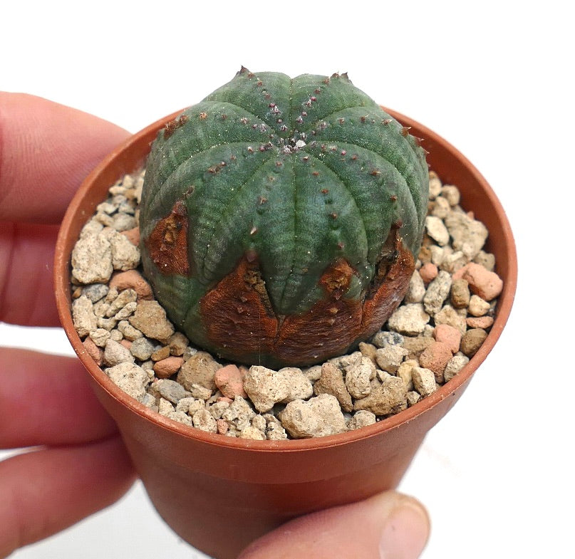 Euphorbia obesa SELECTED