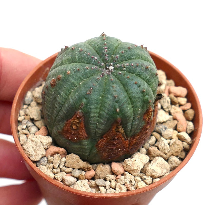 Euphorbia obesa SELECTED