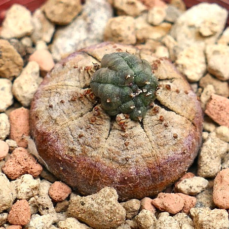 Euphorbia obesa MONSTRUOSUS