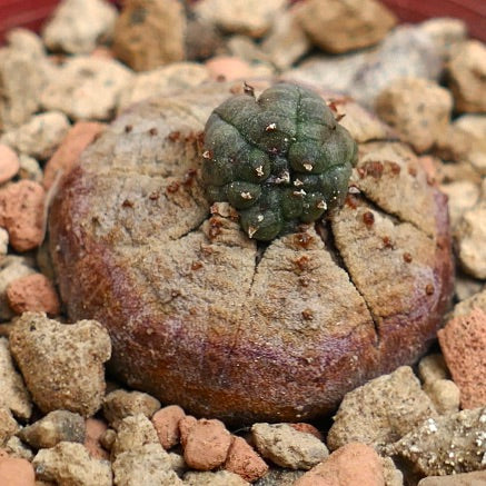 Euphorbia obesa MONSTRUOSUS