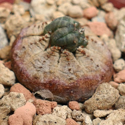 Euphorbia obesa MONSTRUOSUS