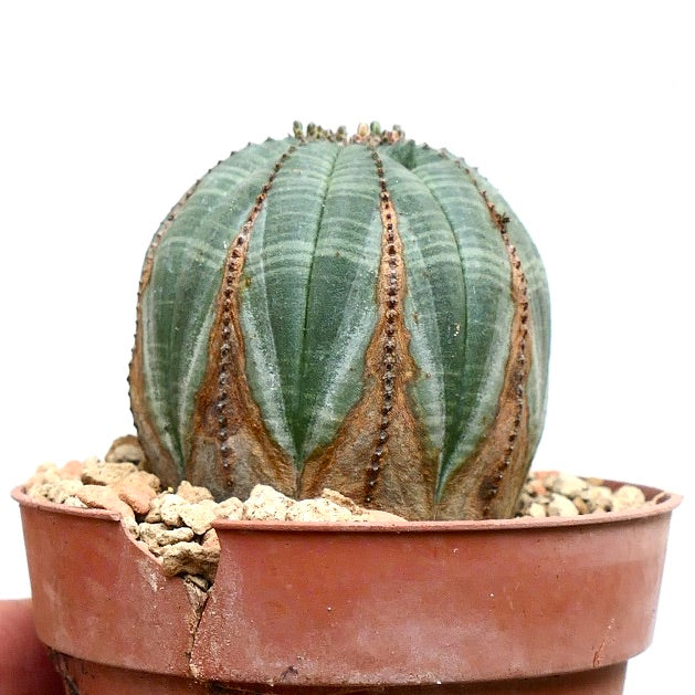 Euphorbia obesa BROWN MARKS