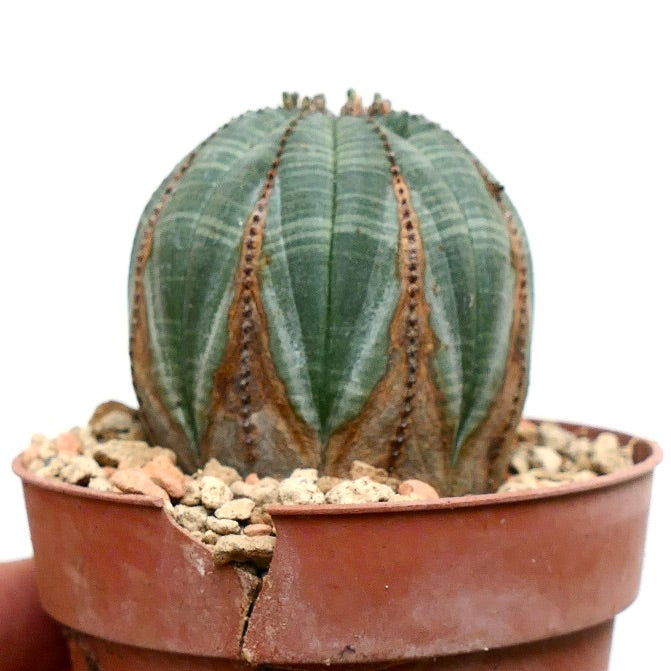 Euphorbia obesa BROWN MARKS