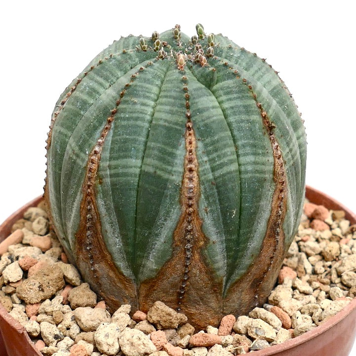 Euphorbia obesa BROWN MARKS