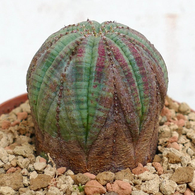 Euphorbia obesa PINK MARKS BR85