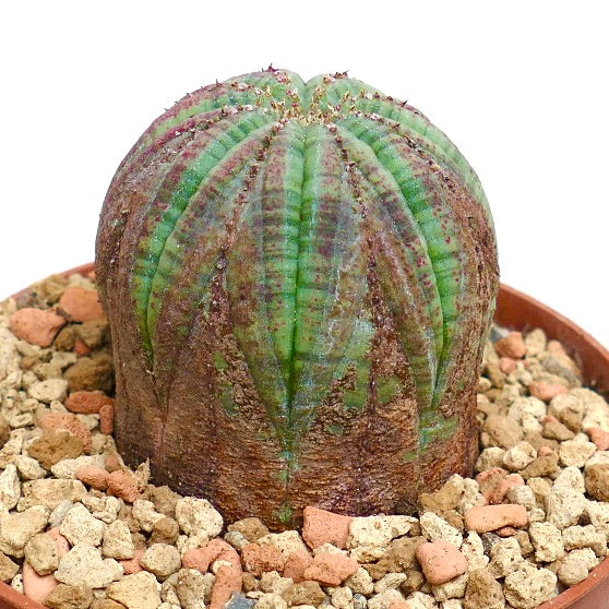 Euphorbia obesa PINK MARKS BR85