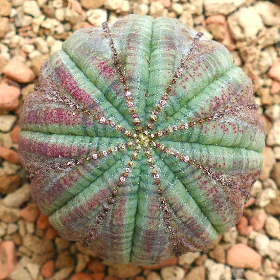 Euphorbia obesa PINK MARKS BR85