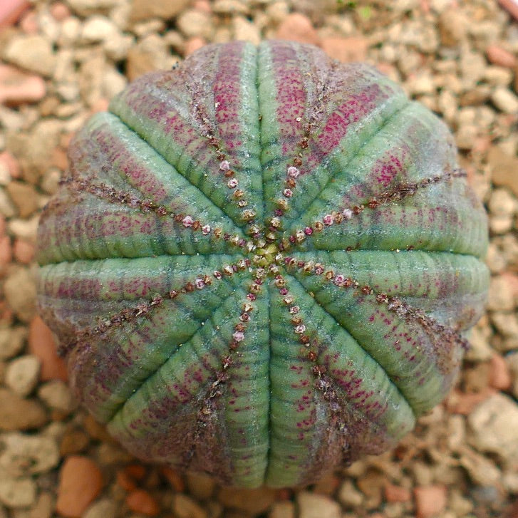 Euphorbia obesa PINK MARKS BR85