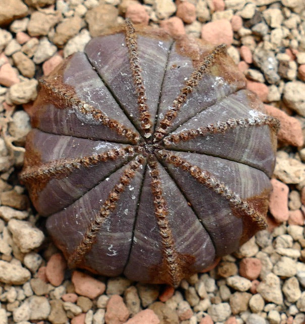 Euphorbia obesa PINKISH with BROWN MARKS