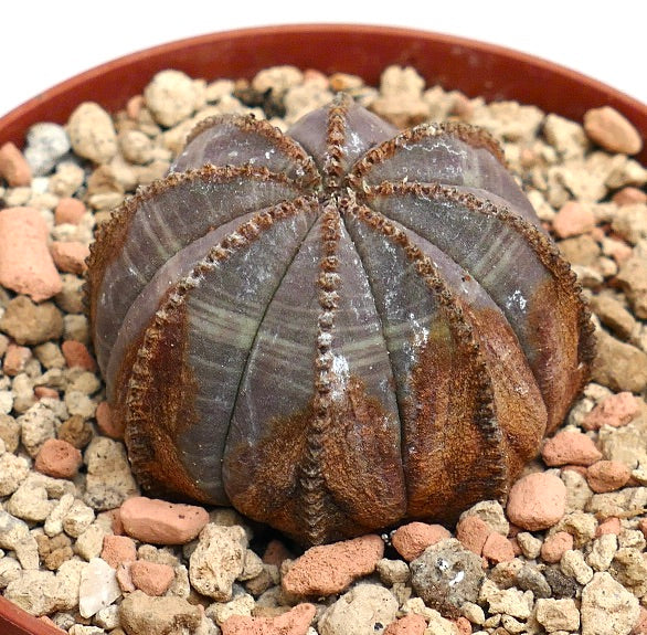 Euphorbia obesa PINKISH with BROWN MARKS