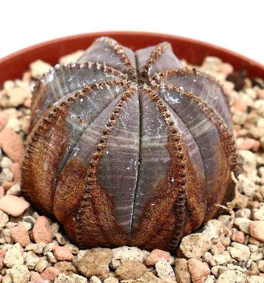 Euphorbia obesa PINKISH with BROWN MARKS