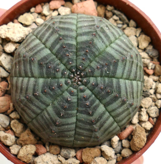 Euphorbia symmetrica