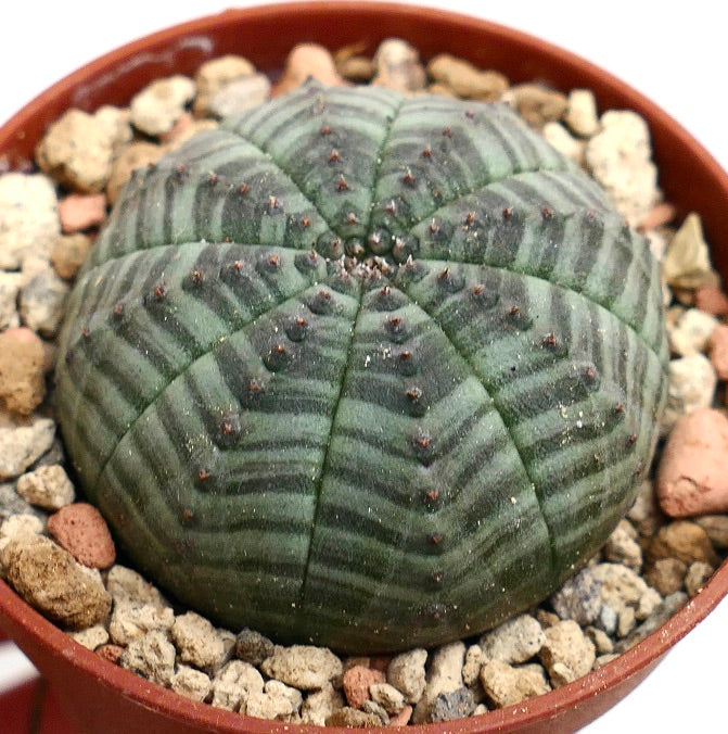 Euphorbia symmetrica