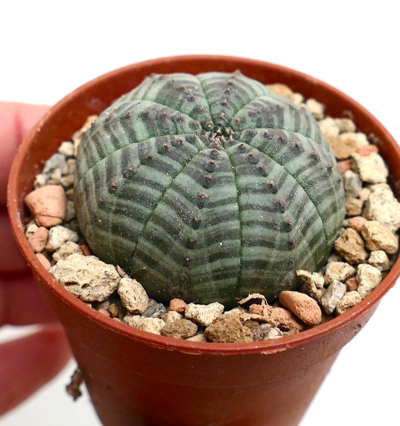 Euphorbia symmetrica