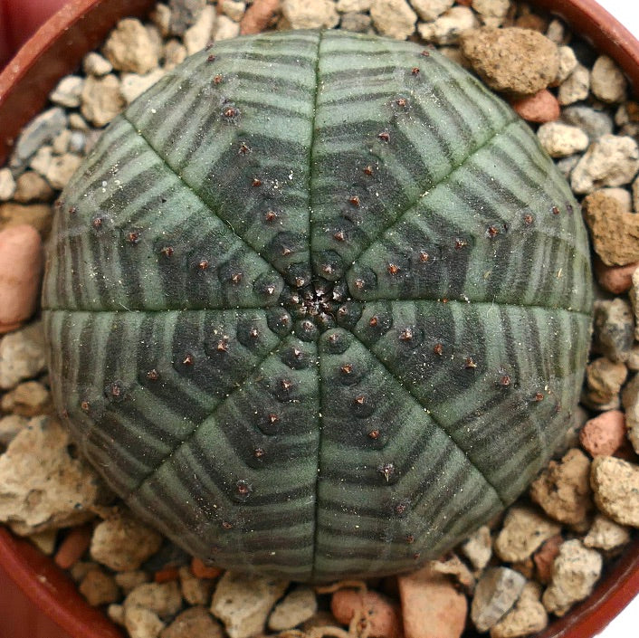 Euphorbia symmetrica