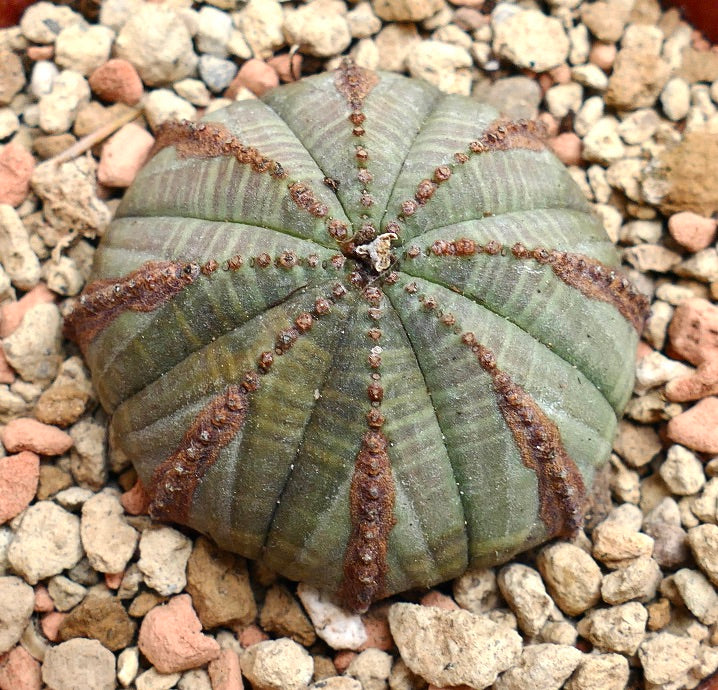 Euphorbia obesa BROWN LINES