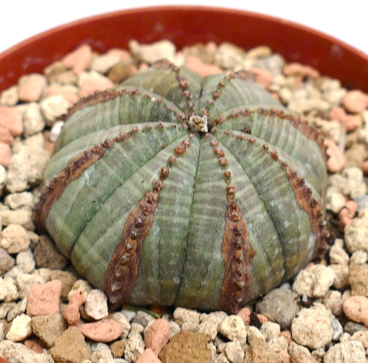 Euphorbia obesa BROWN LINES