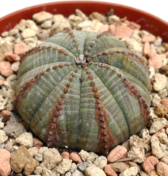 Euphorbia obesa BROWN LINES