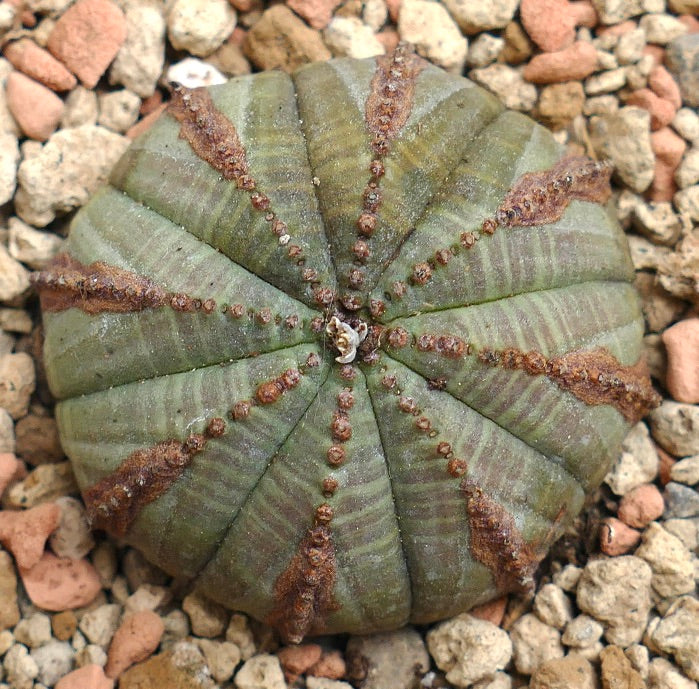 Euphorbia obesa BROWN LINES