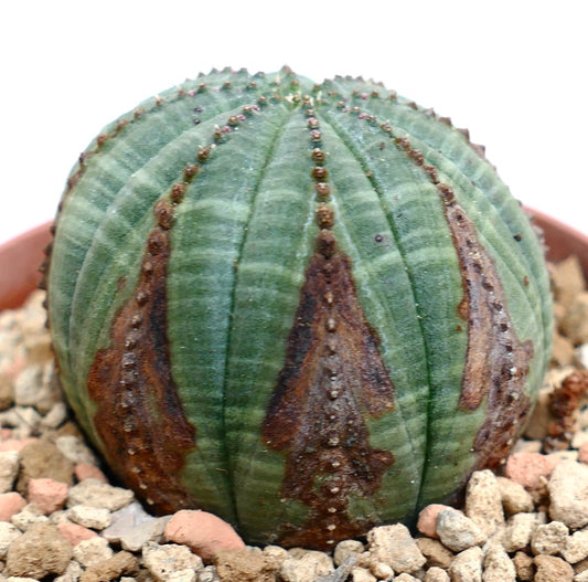 Euphorbia obesa BROWN ARROWS MARKS