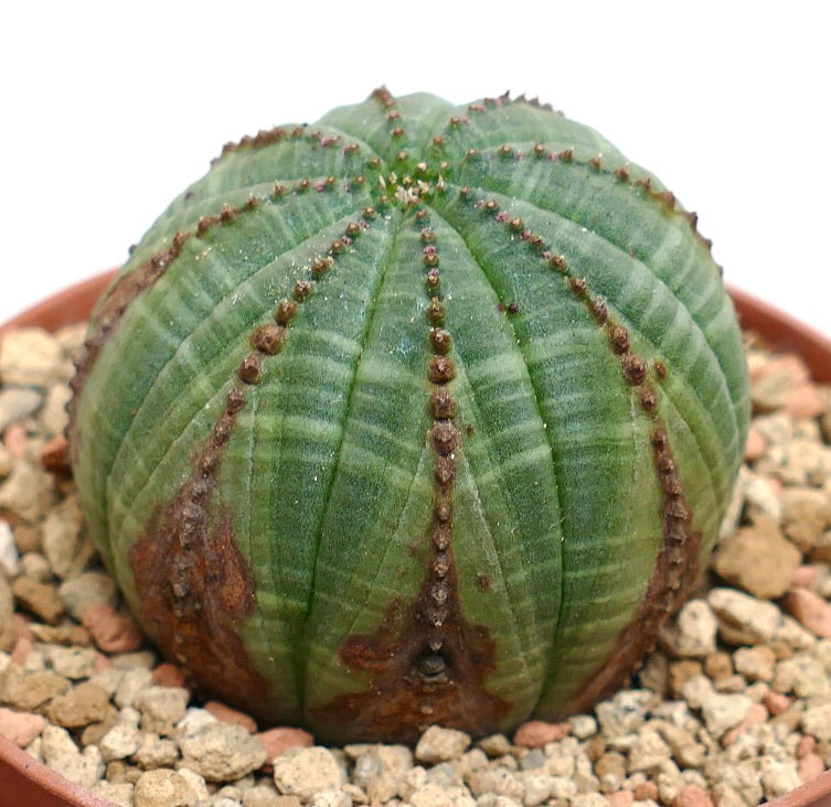 Euphorbia obesa BROWN ARROWS MARKS