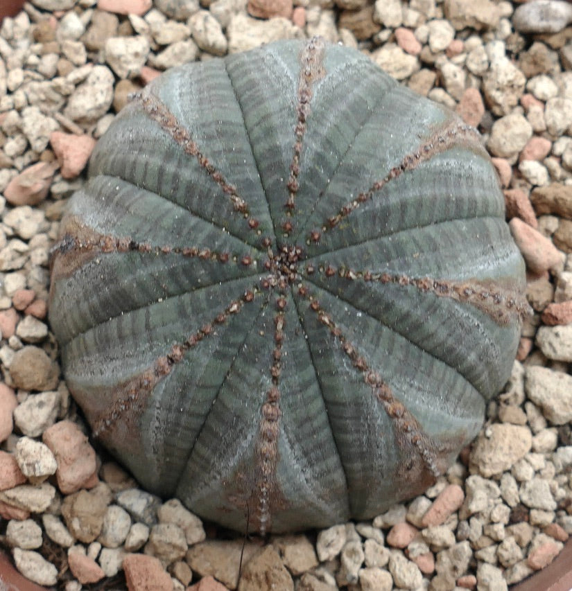 Euphorbia obesa GREY with BROWN MARKS K2K