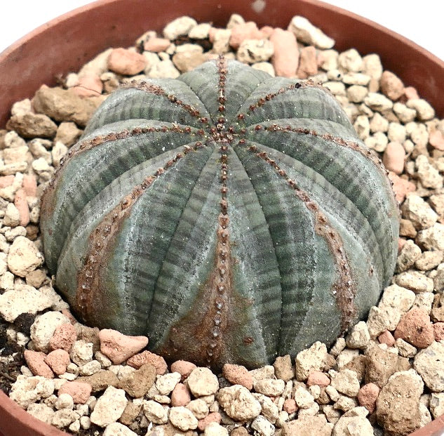 Euphorbia obesa GREY with BROWN MARKS K2K