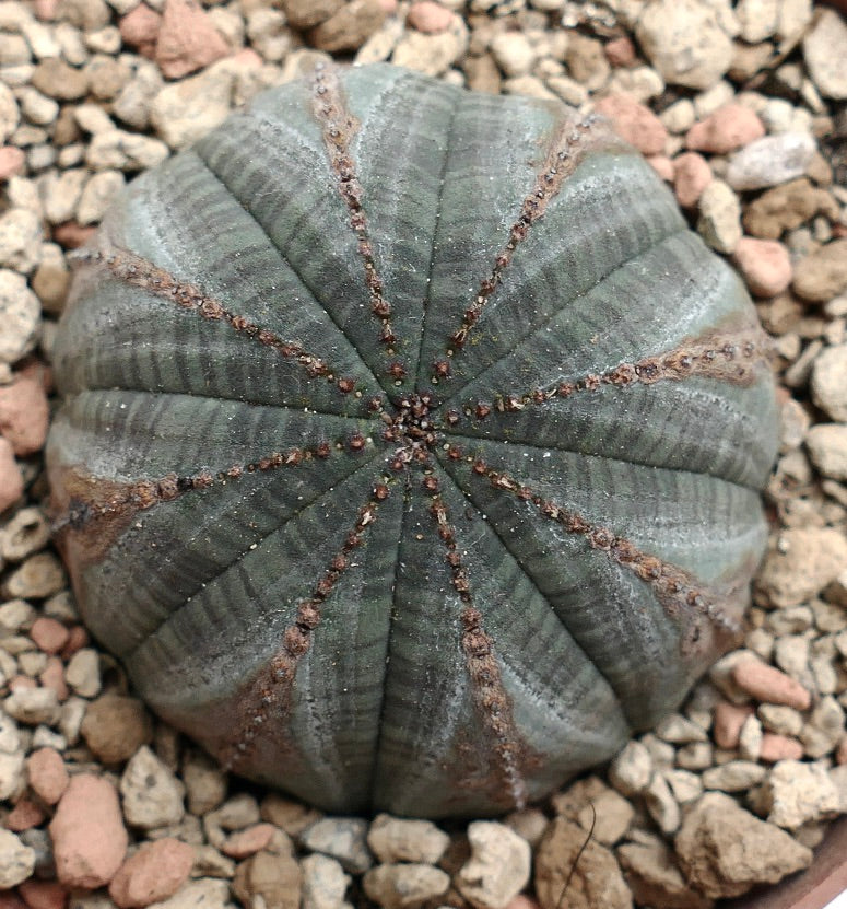 Euphorbia obesa GREY with BROWN MARKS K2K