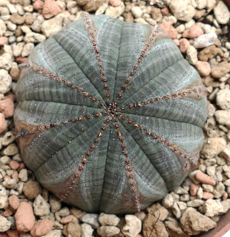 Euphorbia obesa GREY with BROWN MARKS K2K