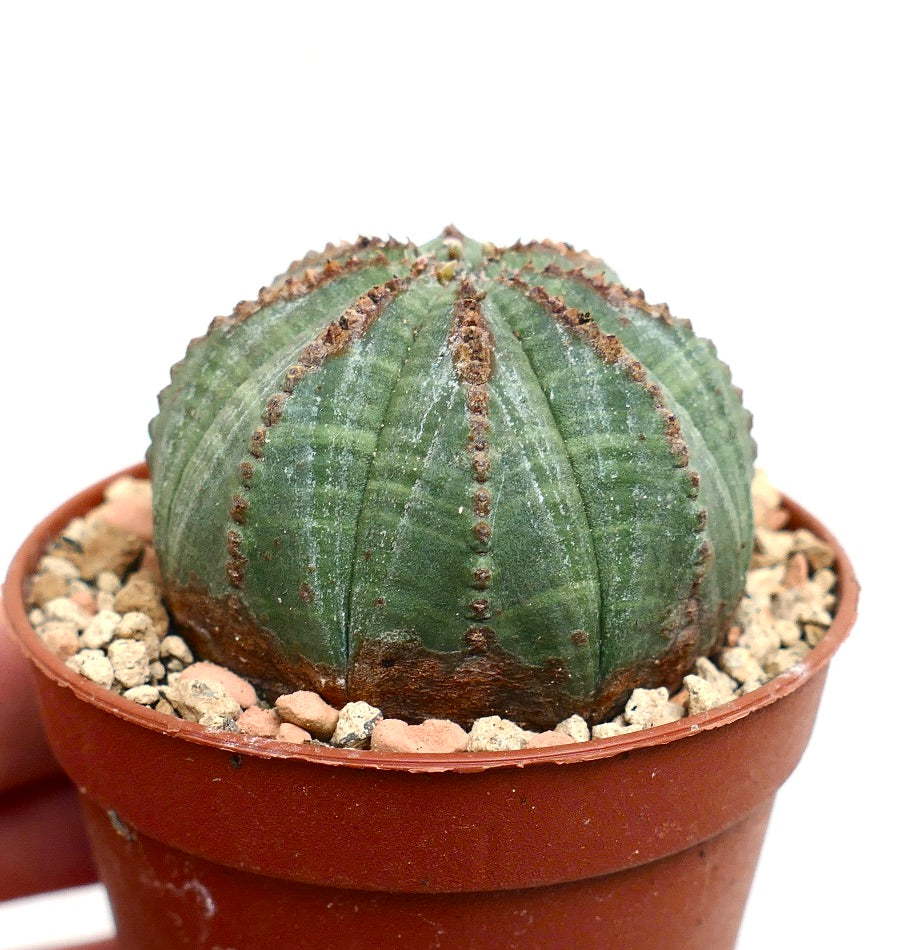 Euphorbia obesa GREEN with BROWN MARKS 84TM