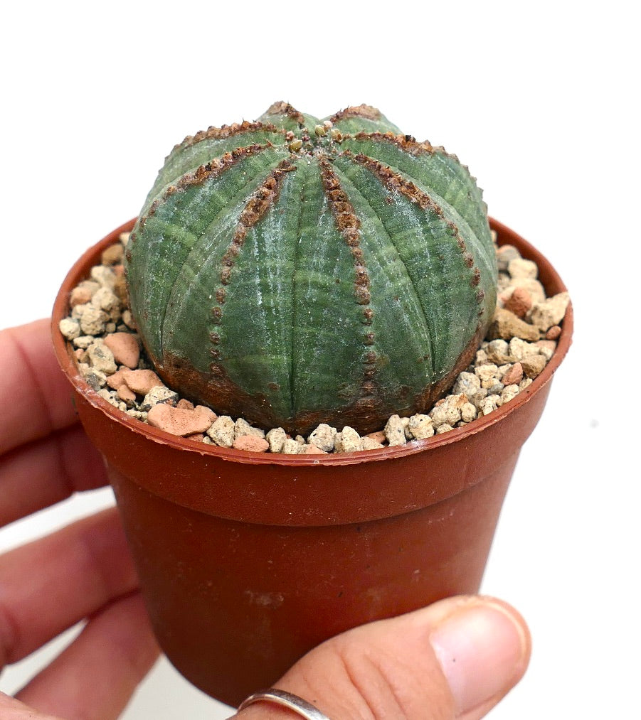 Euphorbia obesa GREEN with BROWN MARKS 84TM