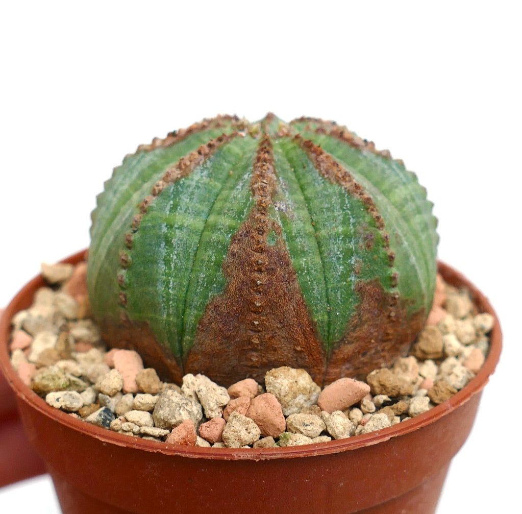 Euphorbia obesa GREEN with BROWN MARKS 84TM