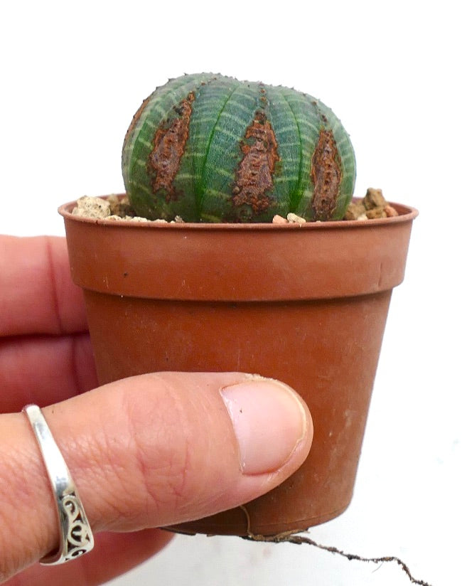 Euphorbia obesa GREEN with BROWN MARKS KL6