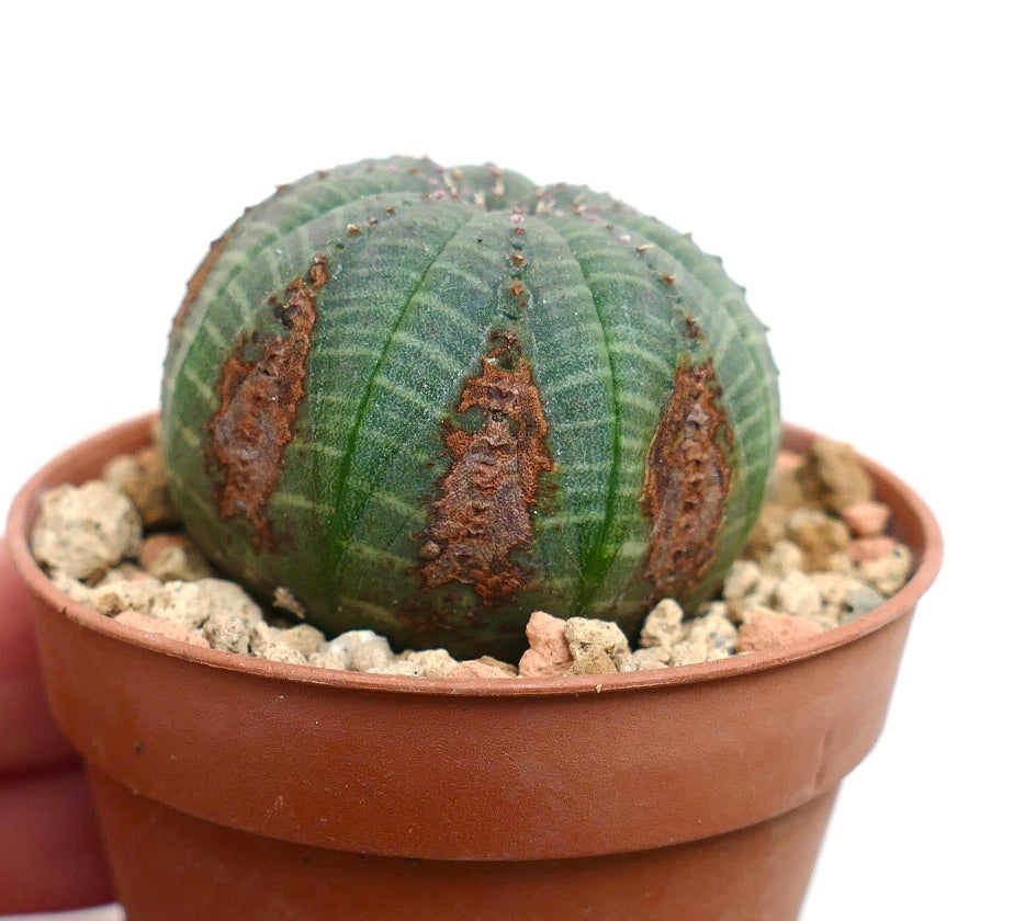 Euphorbia obesa GREEN with BROWN MARKS KL6