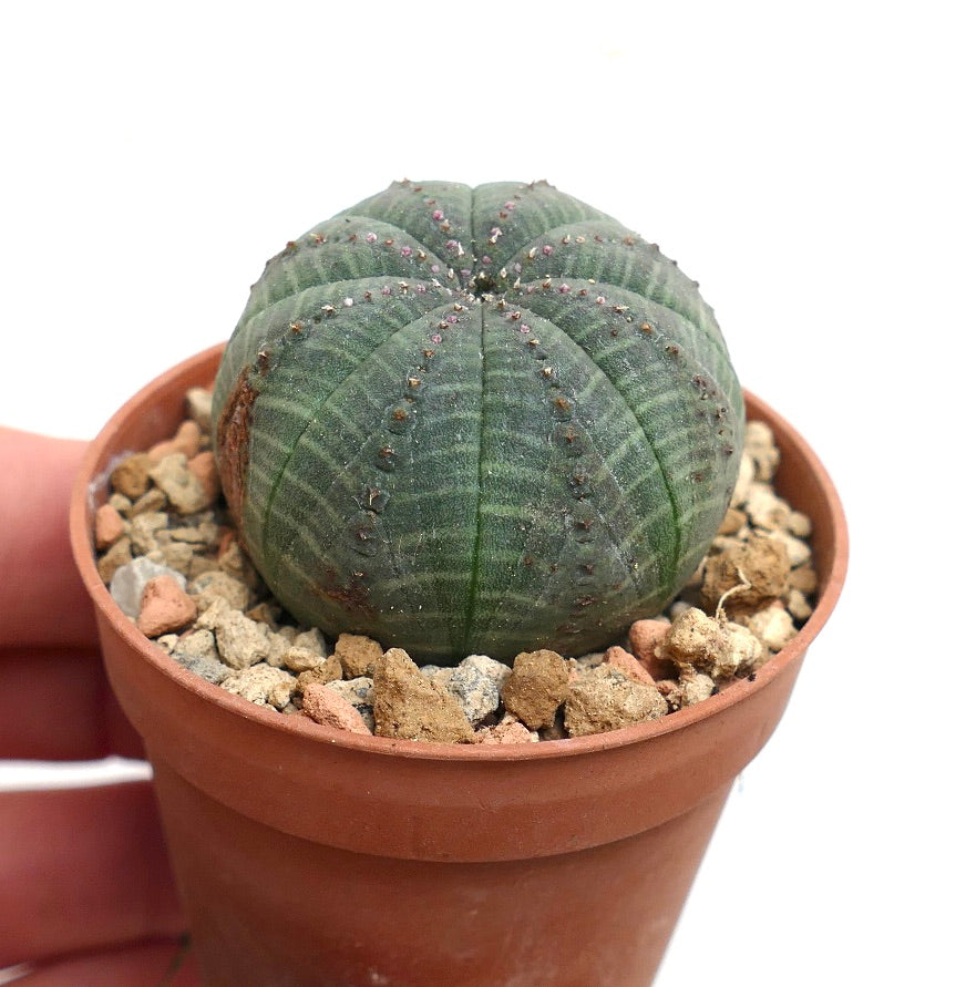 Euphorbia obesa GREEN with BROWN MARKS KL6