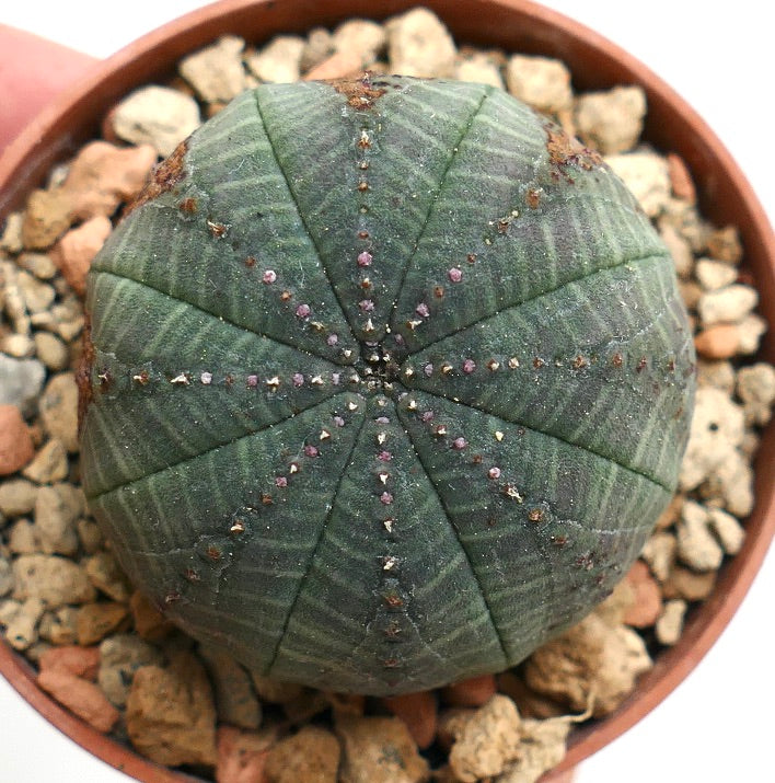 Euphorbia obesa GREEN with BROWN MARKS KL6