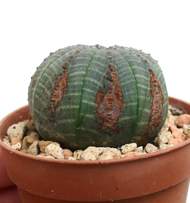 Euphorbia obesa GREEN with BROWN MARKS KL6