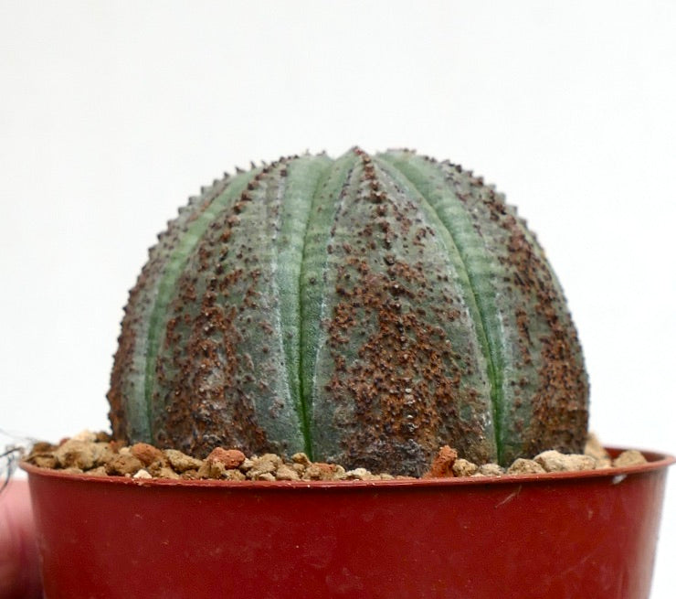 Euphorbia obesa DOTS