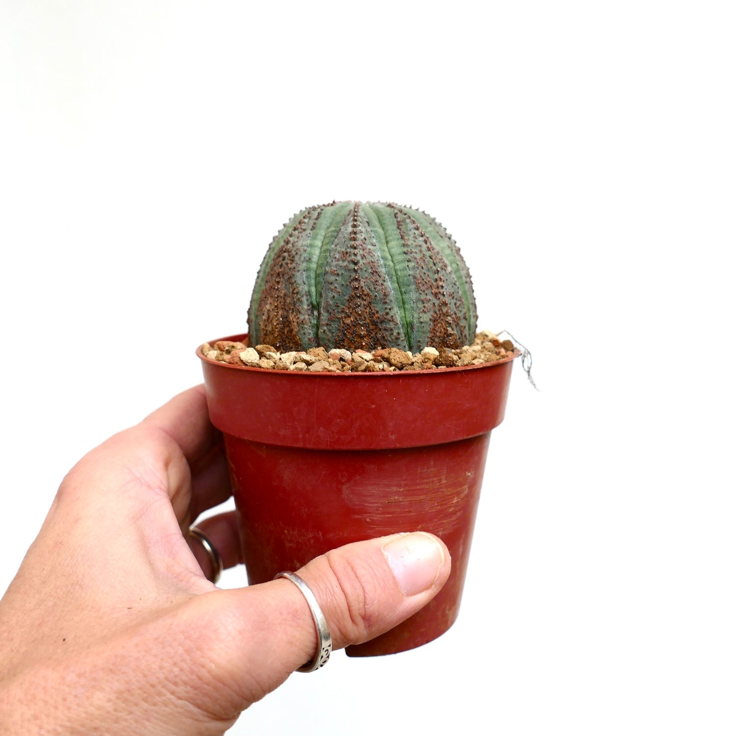 Euphorbia obesa DOTS