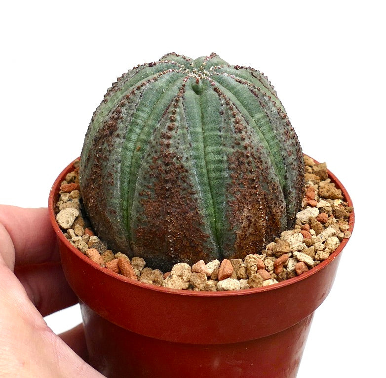 Euphorbia obesa DOTS