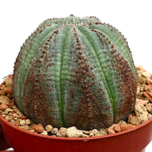 Euphorbia obesa DOTS