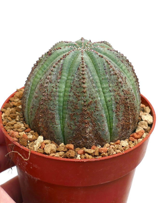 Euphorbia obesa DOTS