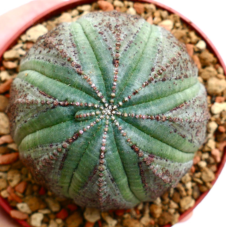 Euphorbia obesa DOTS