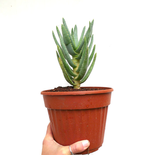 Aloidendron dichotomum (syn. Aloe dichotoma)