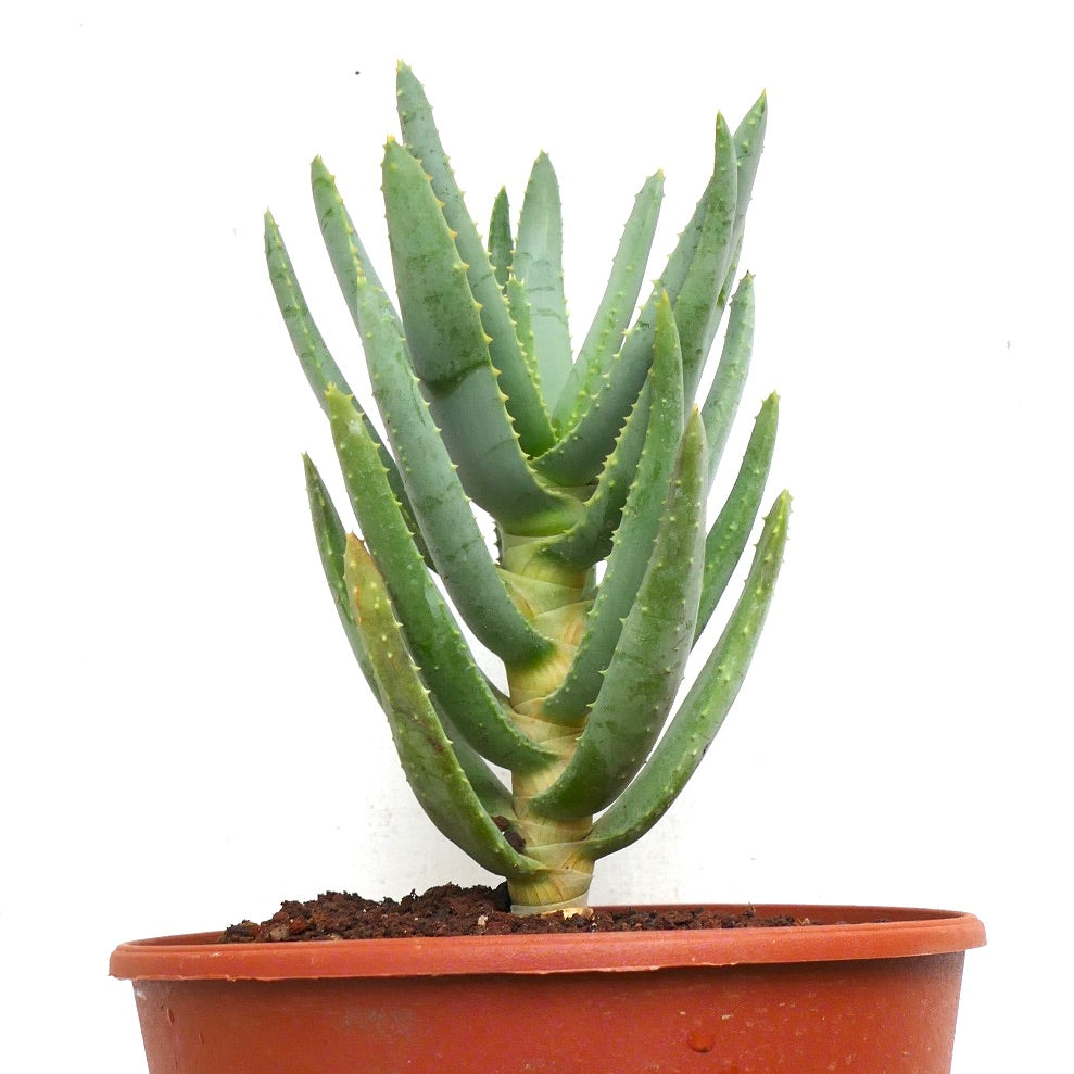 Aloidendron dichotomum (syn. Aloe dichotoma)