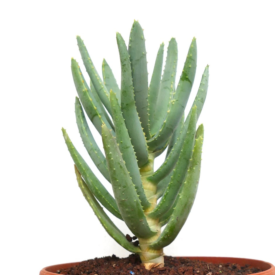 Aloidendron dichotomum (syn. Aloe dichotoma)