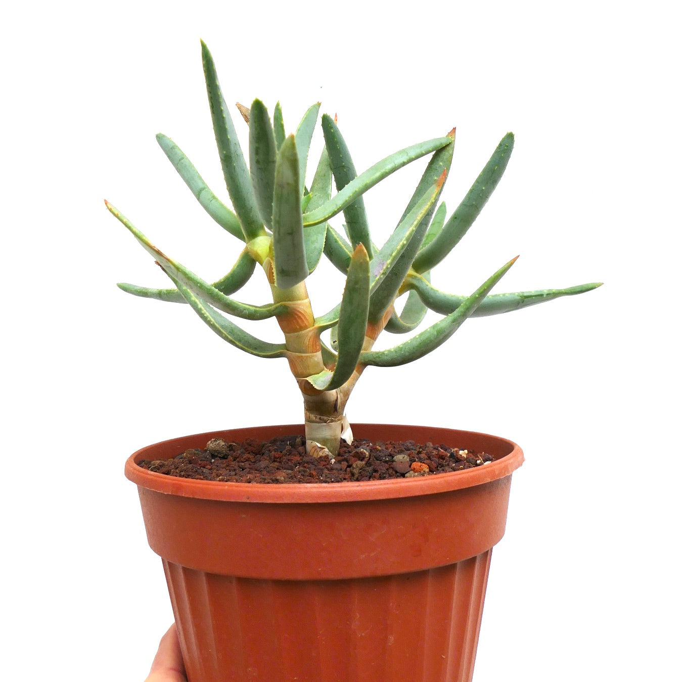 Aloidendron ramosissimum (syn. Aloe ramosissima)