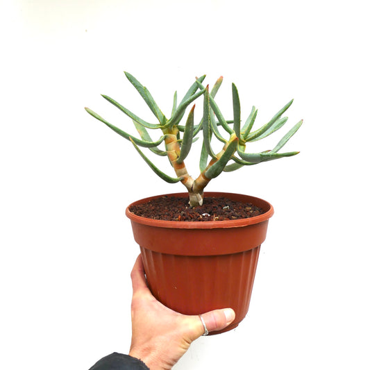 Aloidendron ramosissimum (syn. Aloe ramosissima)