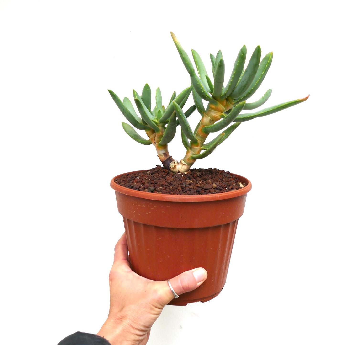 Aloidendron ramosissimum (syn. Aloe ramosissima)